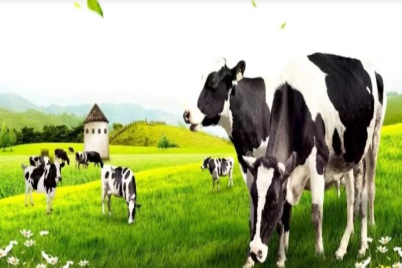 Optical Illusion Can You Find The Zebra In Just 5 seconds Only 2 Percent People Success