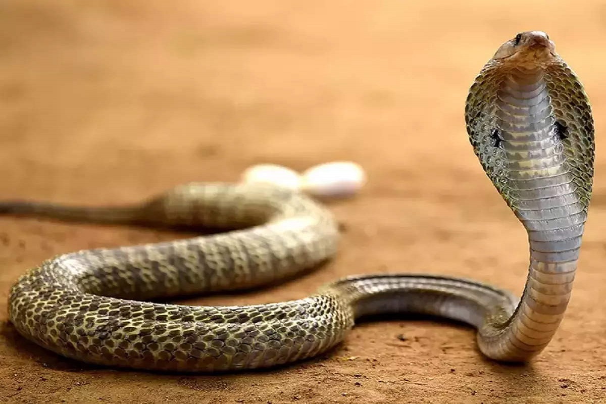 panic_among_patients_due_to_snake_coming_out_the_hospital_in_ghaziabad.jpg