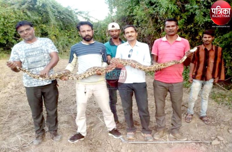 कृषि कुएं पर आया 9 फीट का Rock Python अजगर, मचा हड़कंप