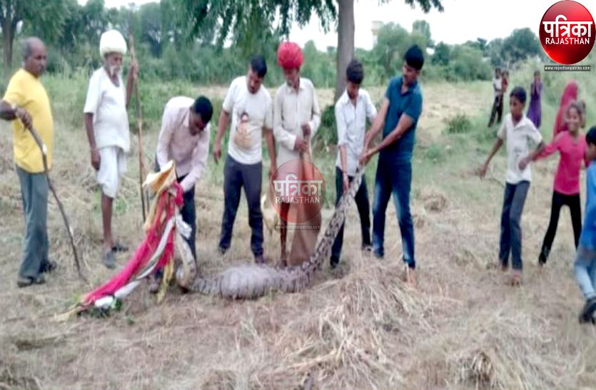 13 फीट के अजगर को देख मची अफरा-तफरी, रेस्क्यू कर जंगल में छोड़ा ...
