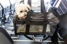 Akasa Air Will Allow Pet Dogs Cats In Cabin And Cargo From November