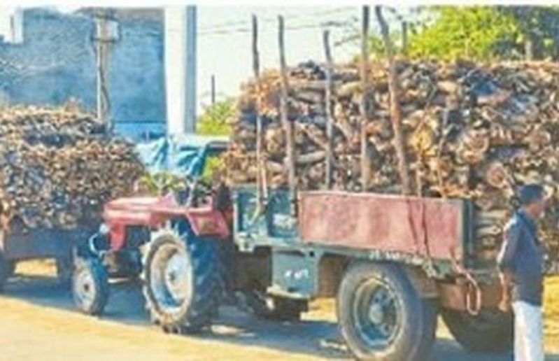 बालोतरा के औधोगिक क्षेत्र में बिकने के लिए पहुंची लकडियां।