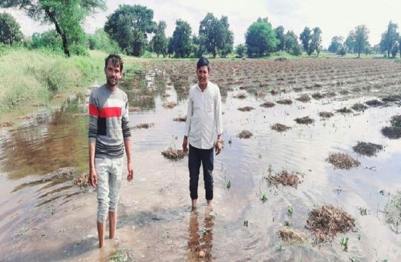 Rain became disaster Soybean