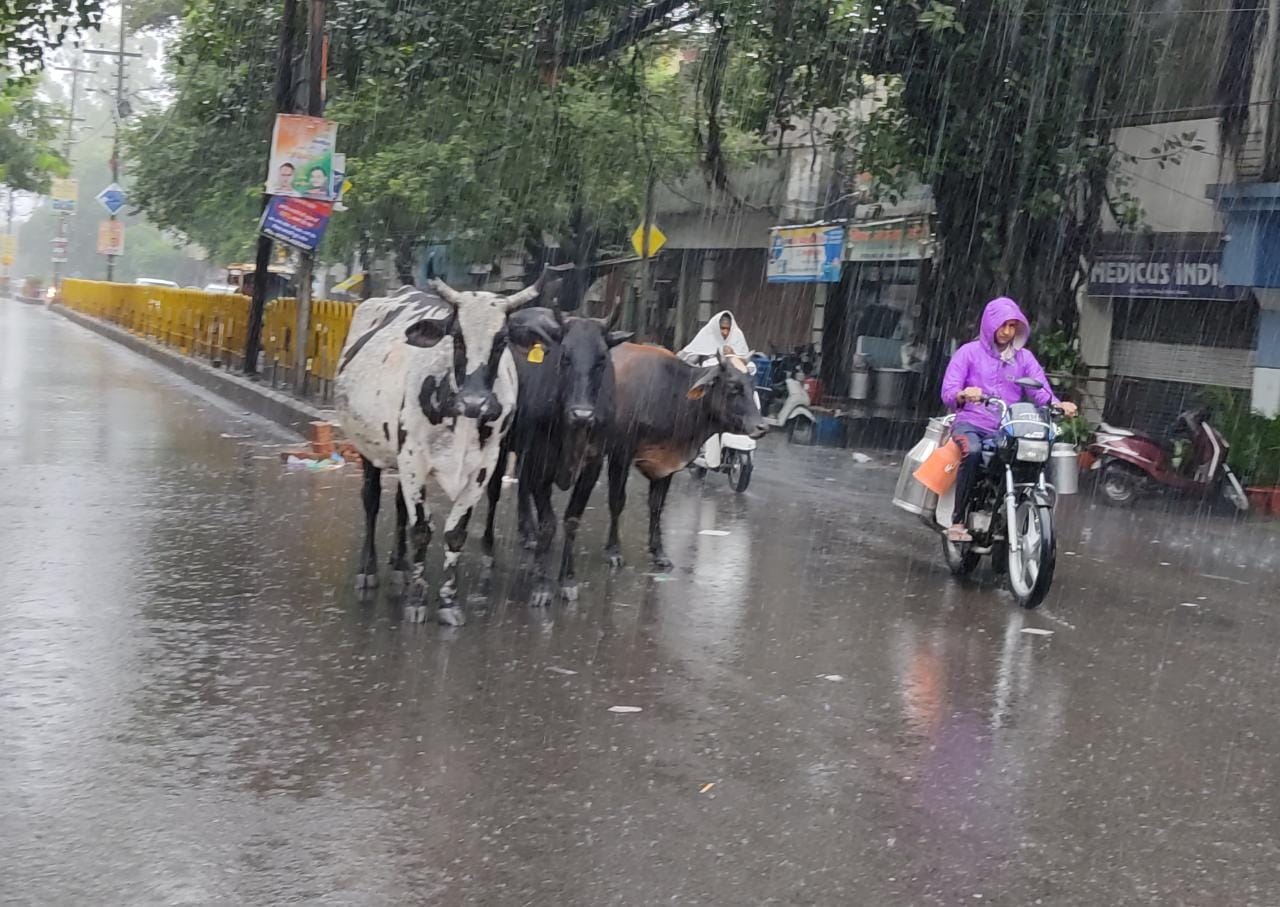 बारिश में सीएम योगी की गाय का हुआ ये हाल, हवा हुए गोशाला संचालकों के दावे