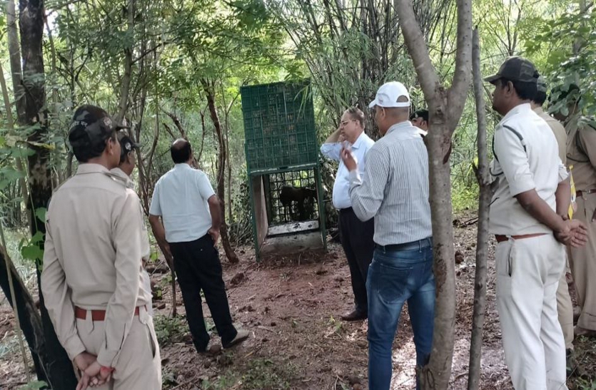मैनिट परिसर में बाघ: 40 वनकर्मियों के साथ मैनिट के 15 गार्ड भी बाघ की निगरानी में लगे, तालाब के पास फिर कैमरे में कैद हुआ