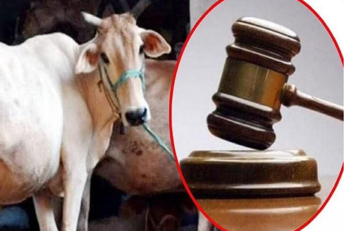 Supreme Court Rejects Request To Declare Cow As National Animal
