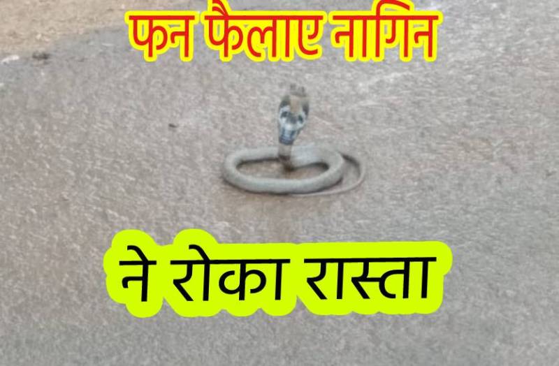 जब फन फैलाए नागिन ने रोका रास्ता, जमा हो गई थी भीड़