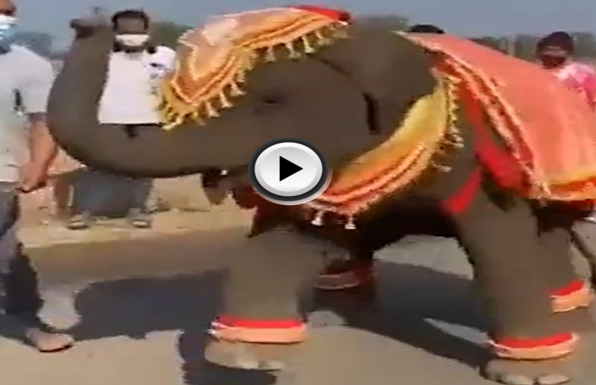 cute elephant dance