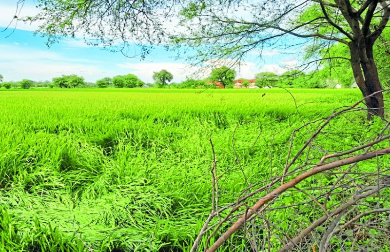 धान में निकलने लगी बाली, बेमौसम बारिश ने बढ़ाई किसानों की परेशानी