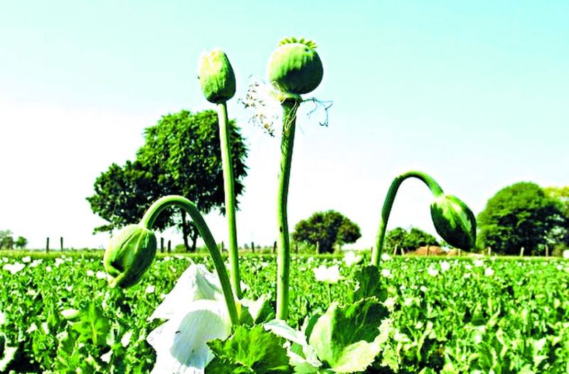 आठ साल से नहीं बढ़ी अफीम की कीमत