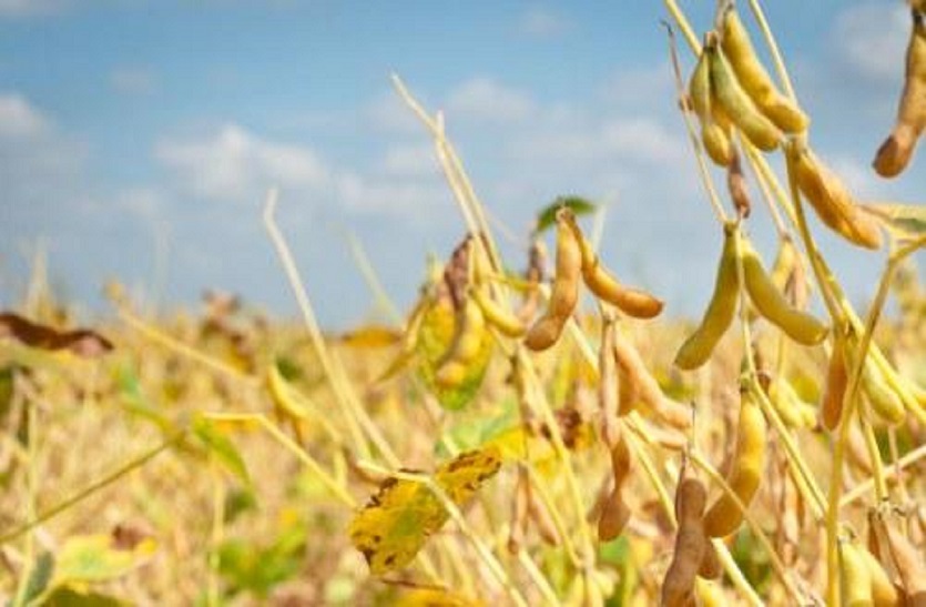 Soybean: सोयाबीन की फसल बेमौसम बारिश से खराब, खाने के तेल के बढ़ सकते हैं दाम