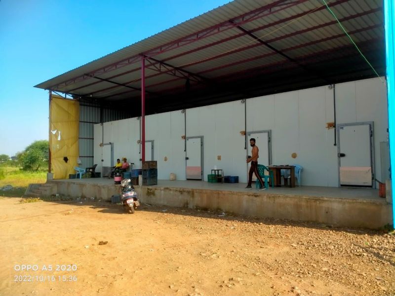 एक करोड़ के प्लांट में एथिलीन गैस से पक रहे केले, कार्बाइड से कम लागत, स्वास्थ्य के लिए भी बेहतर