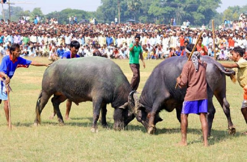 west bengal : भैंसा लड़ाई प्रतियोगिता में गई एक जने की जान