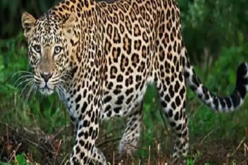 युवक गन्ने के खेत में कर रहा शौच, अचानक तेंदुआ आ गया, जानें फिर क्या हुआ