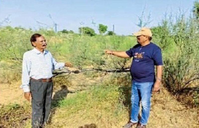 अधिकारियों के दल ने धोरों में किया वनस्पति का अध्ययन