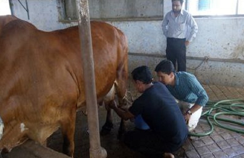 दुधारू पशुओं के उपचार में हर्बल दवा असरदार