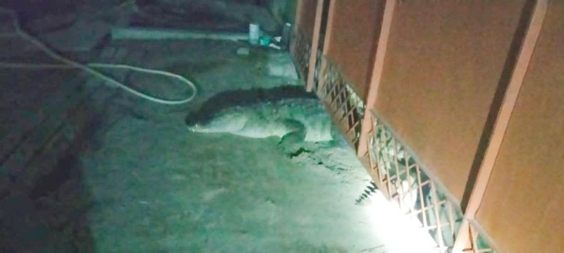 घर में घुसे मगरमच्छ से ऐसे बची परिजनों की जान, रेस्क्यू कर गंगा में छोड़ा