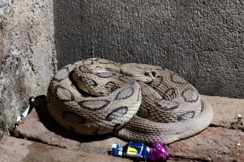 राजस्थान में यहां नजर आया भारत का सबसे ख़तरनाक व गुस्सैल सांप रसल्स वाईपर