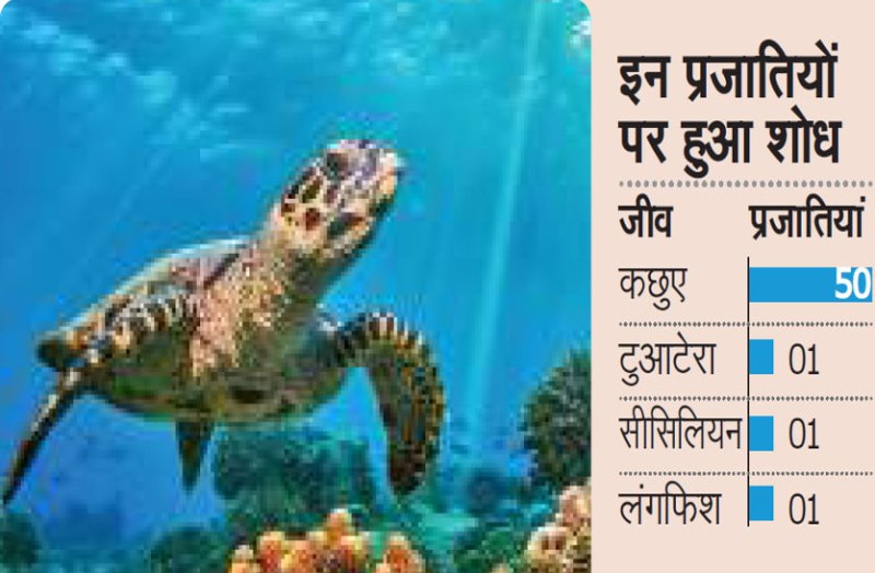 समुद्री जीव-जंतुओं के रहस्यमयी संचार से उठ गया पर्दा