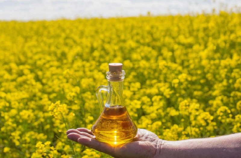 Mustard oil : सरसों तेल फिर महंगा, सर्दी बढ़ते ही बढ़ने लगी कीमतें