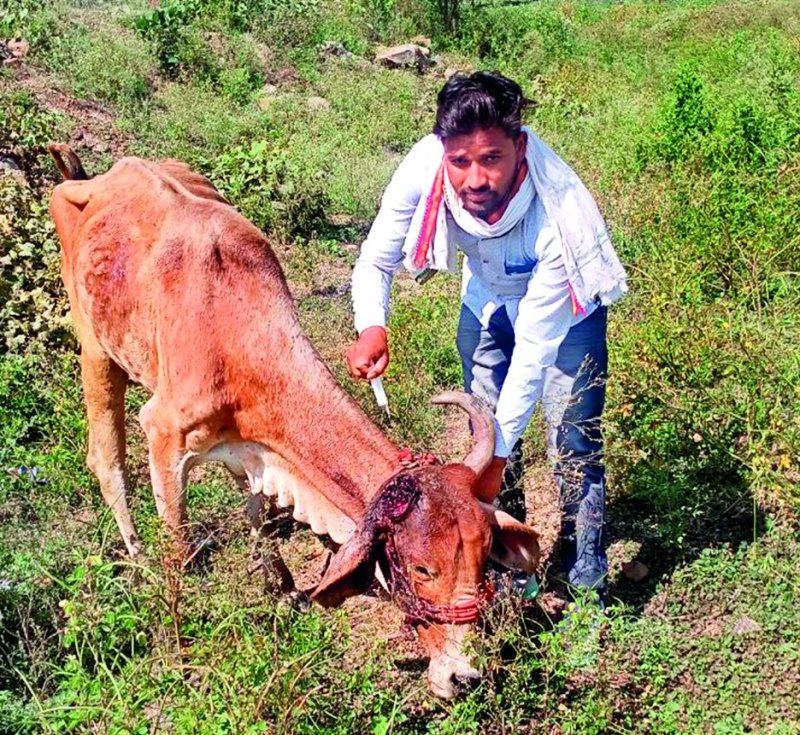 'Guruji' is treating and serving silent animals as a sympathizer