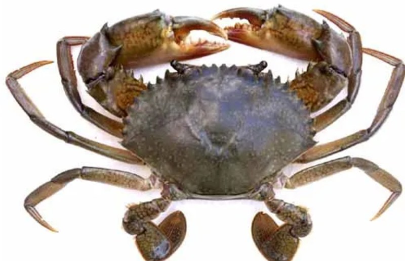 Crab