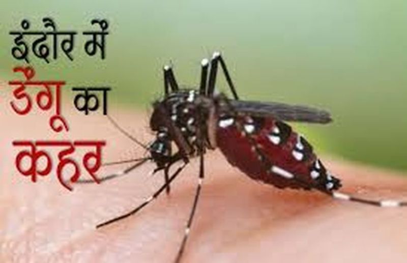 dengue in indore