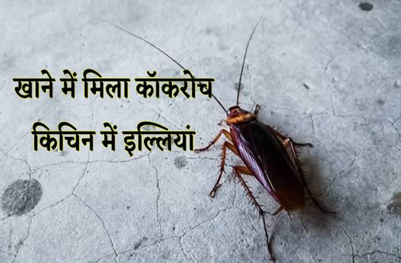 बापू की कुटिया के खाने में निकला कॉकरोच, किचिन में भरी पड़ी थी इल्लियां