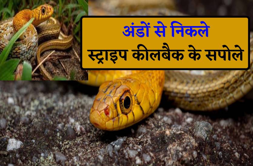 सांप नहीं मिले तो घर ले आए अंडे, 17 दिन बाद निकले बेशकीमती सपोले
