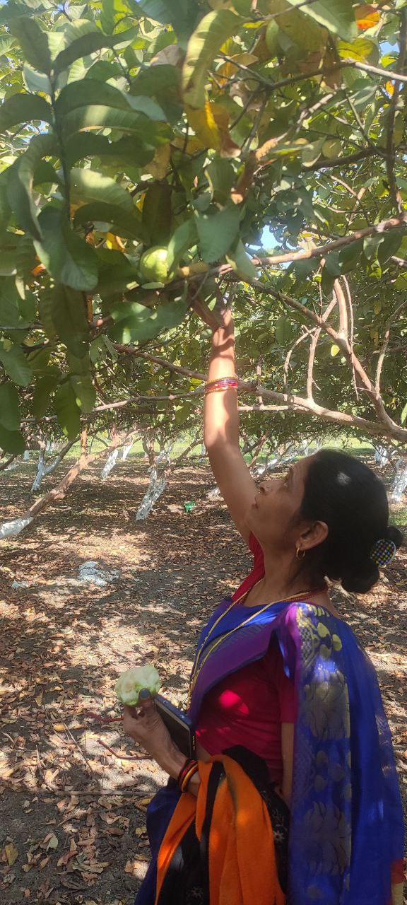 जिले की प्रसिद्ध वैरायटी ग्वालियर-27 सहित अमरूद की इस बार 20 हजार कलम हो रहीं तैयार