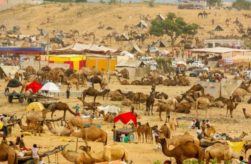 pushkar_mela_2022.jpg