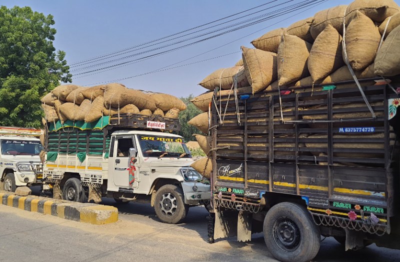 Groundnut arrival increased in Bagru Mandi