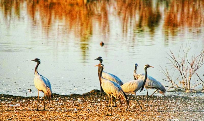 कुरजां म्हारी भंवर मिला दे ऐ...