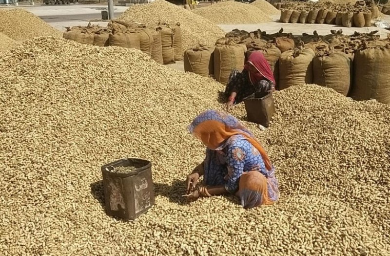 Daily arrival of 25 thousand groundnut sacks in Sardarshahar Mandi