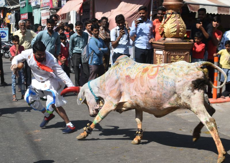 राजस्थान के इस शहर में अनोखी परंपरा, गौमाता को रिझाने के चक्कर में कोई गिरा तो किसी को पटका