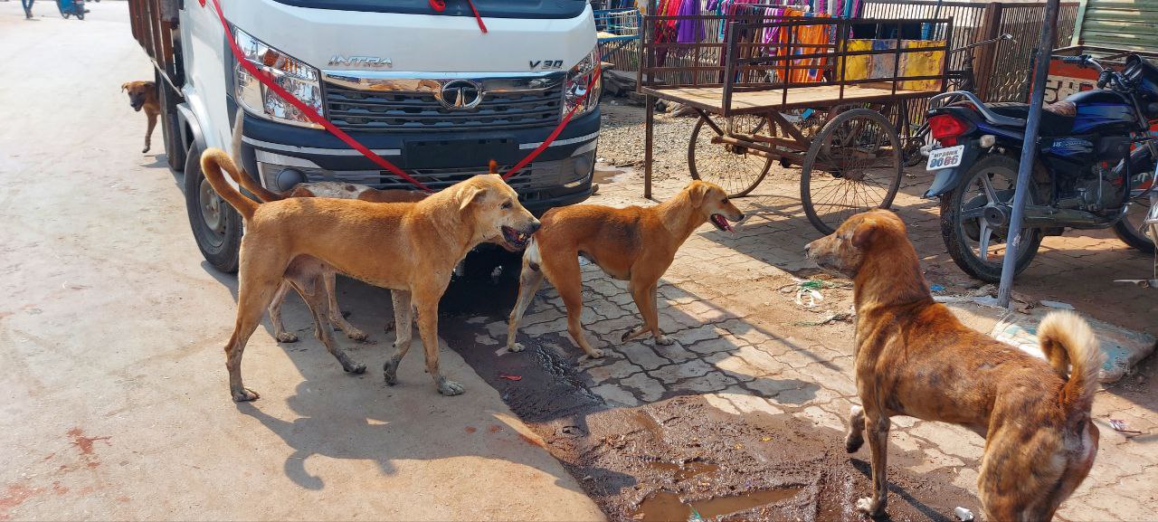 Damoh city is becoming a stronghold of stray dogs