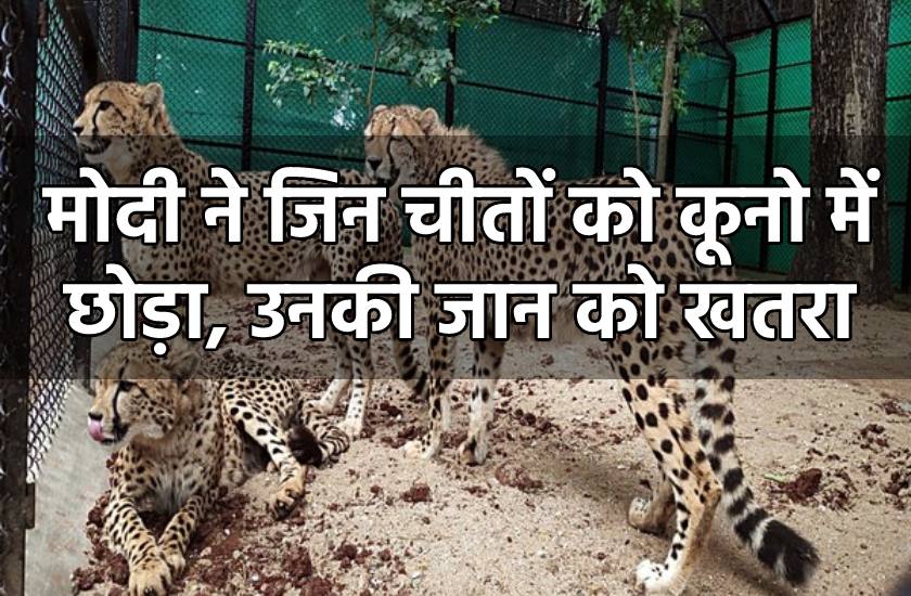 cheetah_in_india_kuno.jpg