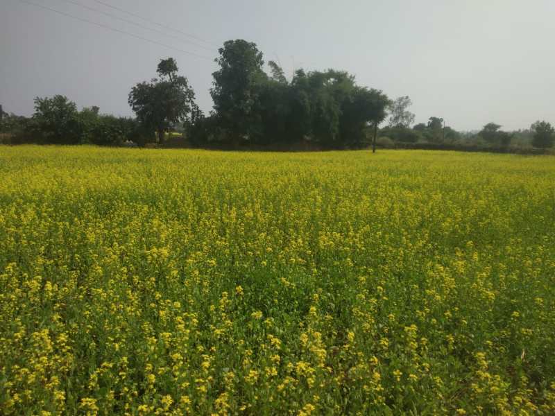 बेहतर खेती करने को लेकर जैविक खेती की ओर बढ़ रही महिलाएं