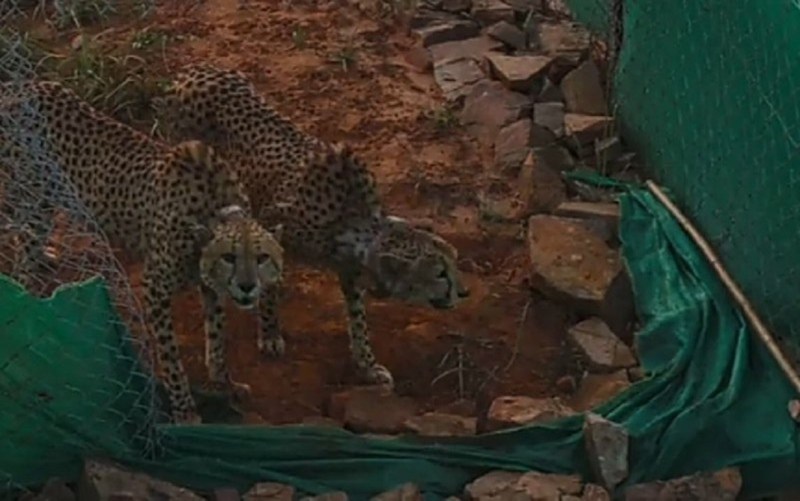 कूनो में बड़े बाड़े में चीतों ने किया दूसरा शिकार