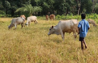 मवेशियों को चराता स्कूली बालक