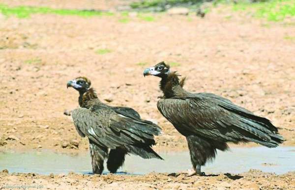 सिनेरियस वल्चर 