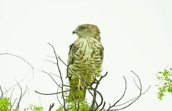 ​शिकारी पक्षी 