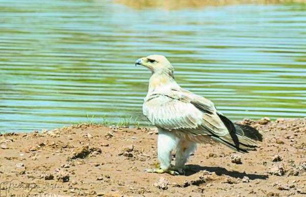 टोनी ईगल 