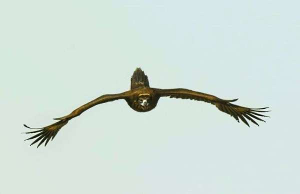 सिनेरियस वल्चर  