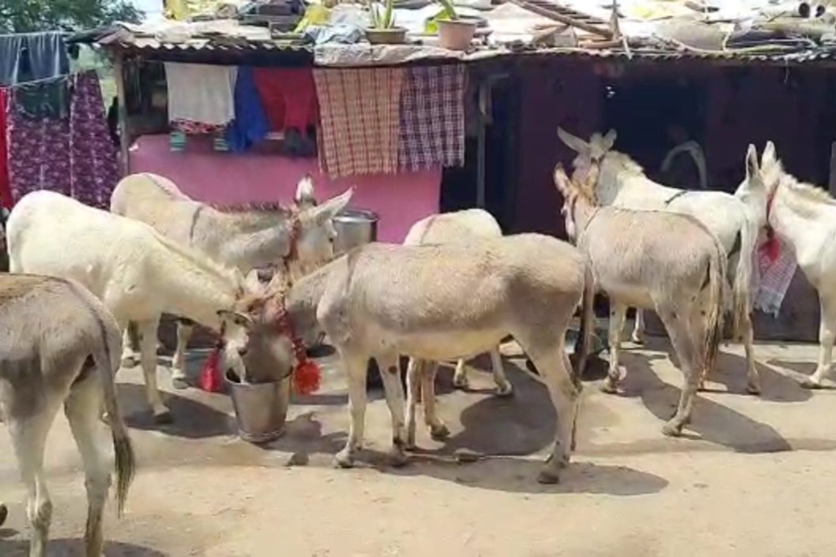 donkey_smuggling_in_sangli.jpg