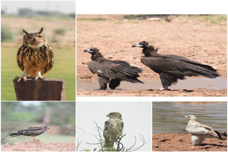 थार में अब शिकारी पक्षियों ने दी दस्तक, सिनेरियस गिद्धों के समूह आने लगे नज़र