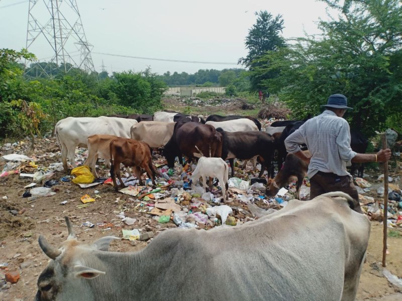 NCL-NTPC formality in waste management, garbage thrown in open area