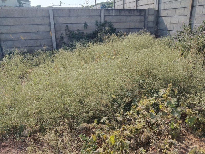 गाजरघास के सेवन से पशुुओं को होती है यह परेशानी जो है घातक