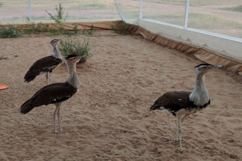 करोड़ो खर्च कर राज्य पक्षी गोडावण कुनबा बढ़ाने के प्रयास को झटका , क्या है मामला , जानें पूरी खबर