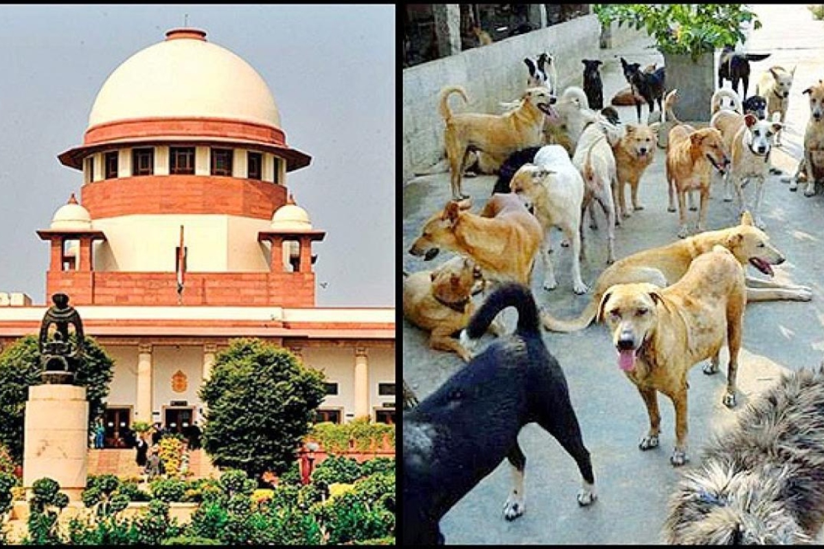supreme_court_and_street_dogs.jpg